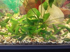 Cryptocoryne