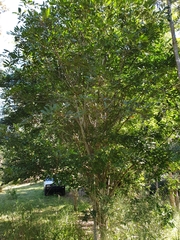 Cupaniopsis tomentella