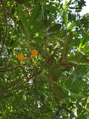 Cupaniopsis tomentella