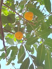 Cupaniopsis tomentella