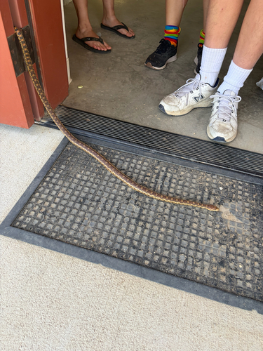 iNaturalist observation photo of Pacific Gopher Snake