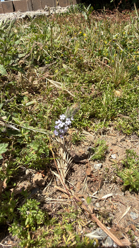 iNaturalist observation photo of vervains