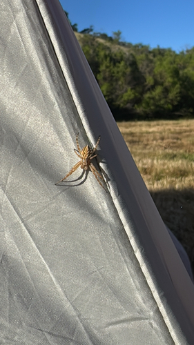 iNaturalist observation photo of Northern Orbweaver