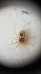 Oecobius maculatus