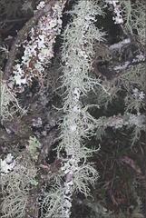 Usnea inermis