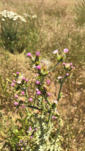 iNaturalist observation photo of Italian thistle
