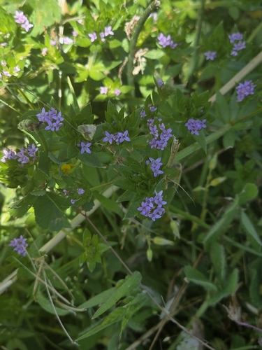 iNaturalist observation photo of Field madder
