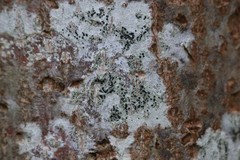 Arthonia radiata