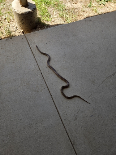 iNaturalist observation photo of Pacific Gopher Snake