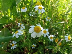 Anacyclus