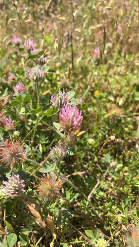 iNaturalist observation photo of Rose Clover