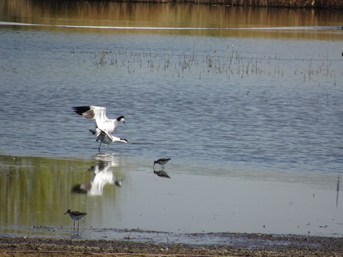 Avoceta común (Recurvirostra avosetta)