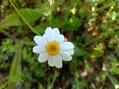 Anacyclus