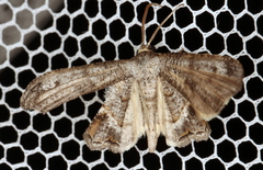 Phazaca interrupta