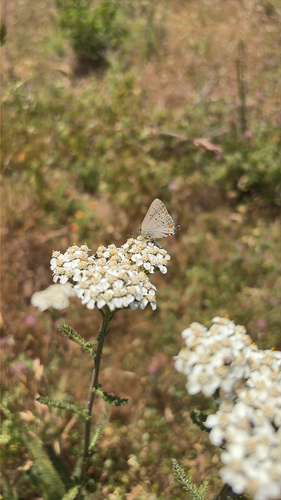 iNaturalist observation photo of California Hairstreak