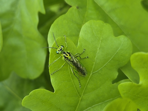 Narrow-striped Rhogogaster, KleineSingel, 3514 JK Utrecht, Pays-Bas, photo 7 of 10
