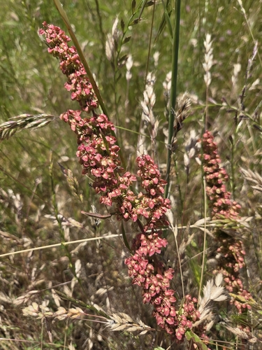iNaturalist observation photo of willow dock
