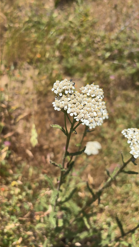 iNaturalist observation photo of common yarrow