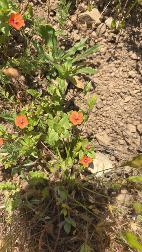 iNaturalist observation photo of scarlet pimpernel