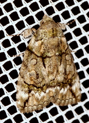 Calathusa glaucopasta