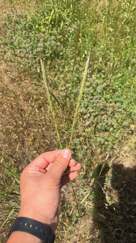 iNaturalist observation photo of blue wild rye