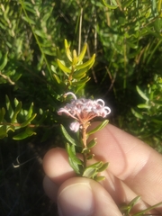 Grevillea sphacelata