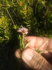 Grevillea sphacelata