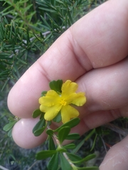 Hibbertia monogyna