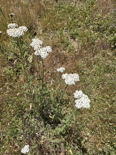 iNaturalist observation photo of common yarrow