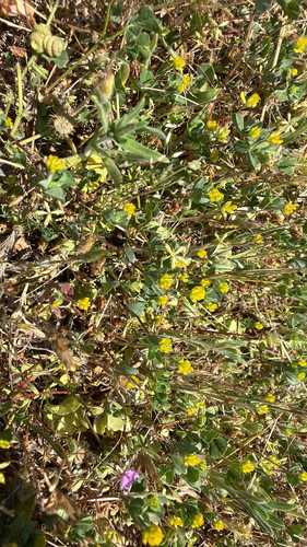 iNaturalist observation photo of Faboideae