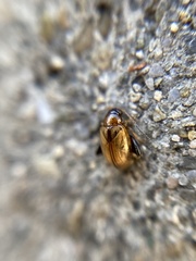 Longitarsus melanocephalus