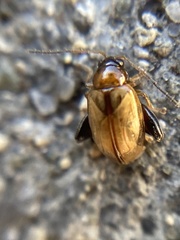 Longitarsus melanocephalus