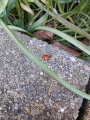 Coccinella septempunctata