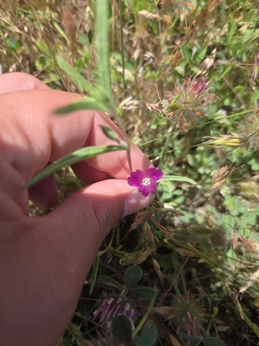 iNaturalist observation photo of Winecup Clarkia