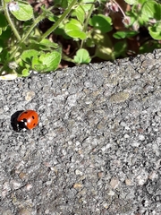 Coccinella septempunctata