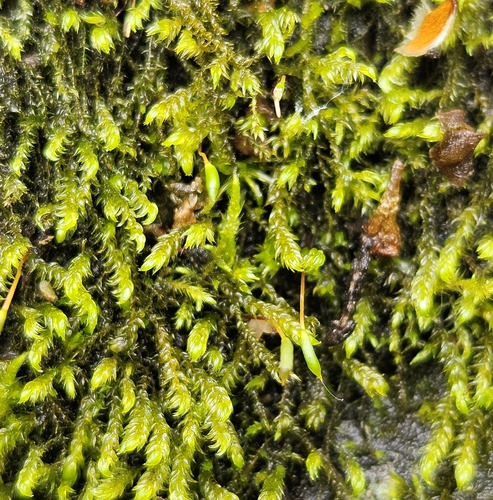 Hygrohypnum luridum observed 2026-05-09