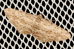 Phelotis cognata