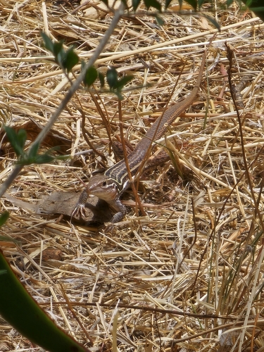 Common Spotted Whiptail