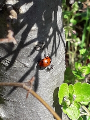 Coccinella septempunctata