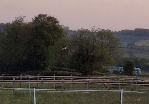 Western Barn Owl observed by jupal04