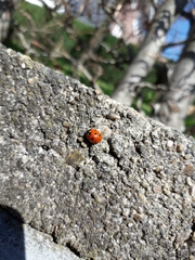 Coccinella septempunctata