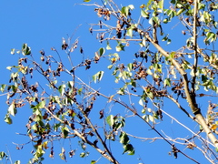 Lonchocarpus lanceolatus
