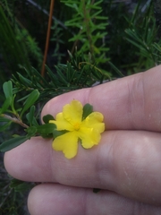 Hibbertia monogyna