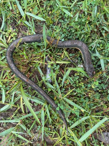 Eastern Glass Lizard observed by janetwright