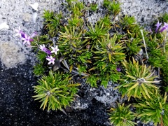 Merciera azurea