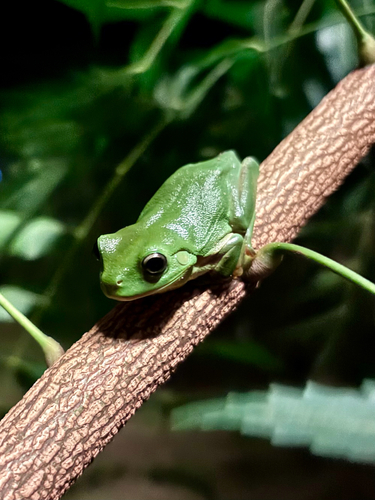 Green Tree Frog