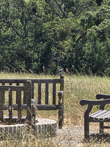 iNaturalist observation photo of California Scrub-Jay