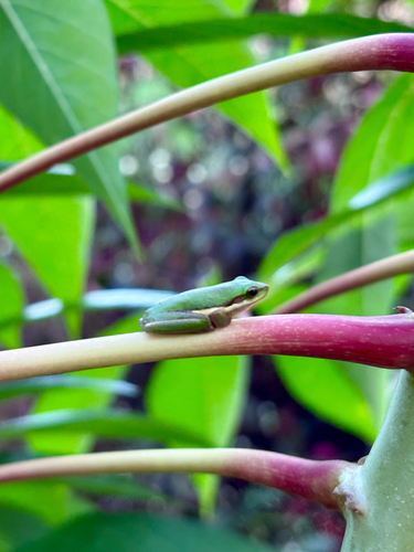 Northern Dwarf Tree Frog