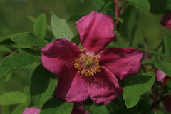 Rosa davurica