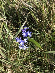 Scilla luciliae